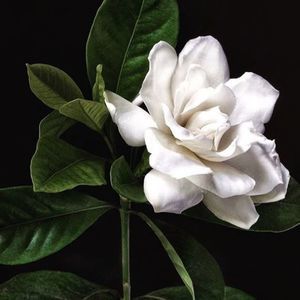 Meet your Posher, Carol